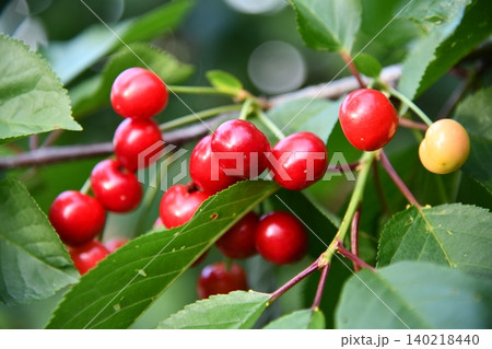 Shot of deep red cherries in partial shadow at a market in Porto, Shot of deep red cherries in partial shadow at a market in Porto, 140218440