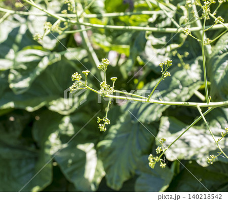 Large-Leaved Ornamental Perennial Plant with Developing Green Inflorescences 140218542