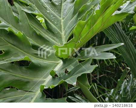 Green Leaves of Thaumatophyllum bipinnatifidum in a Botanical Collection Green Leaves of Thaumatophyllum bipinnatifidum in a Botanical Collection 140218618