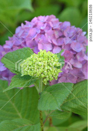 紫陽花 紫陽花 140218686
