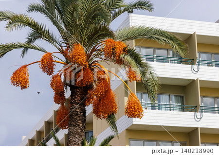 Fruiting date palm with orange date clusters in front of a white Mediterranean resort hotel facade with balconies in Paphos, Cyprus. Fruiting date palm with orange date clusters in front of a white Mediterranean resort hotel facade with balconies in Paphos, Cyprus. 140218990