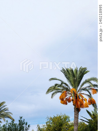 Fruiting date palm with orange date clusters in a Mediterranean garden under cloudy sky in Paphos, Cyprus. Fruiting date palm with orange date clusters in a Mediterranean garden under cloudy sky in Paphos, Cyprus. 140218995