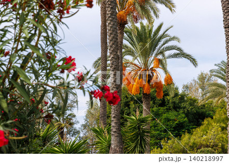 Fruiting date palm and blooming oleander in a Mediterranean coastal resort garden in Paphos, Cyprus Fruiting date palm and blooming oleander in a Mediterranean coastal resort garden in Paphos, Cyprus 140218997