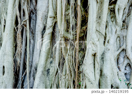Closeup of the intricate, intertwined roots and trunk of a large, mature banyan tree, showcasing its unique texture and organic growth pattern Closeup of the intricate, intertwined roots and trunk of a large, mature banyan tree, showcasing its unique texture and organic growth pattern 140219195