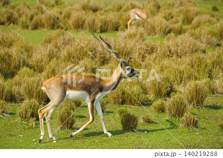 Sir Bani Yas Island, United Arab Emirates - Jan 18 2024, Close-up view of antelopes grazing in a field, savannah, in a safari park, Sir Bani Yas Island, UAE Sir Bani Yas Island, United Arab Emirates - Jan 18 2024, Close-up view of antelopes grazing in a field, savannah, in a safari park, Sir Bani Yas Island, UAE 140219288