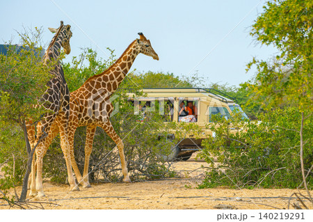 Sir Bani Yas Island, United Arab Emirates - Jan 18 2024, Panoramic view of two giraffes standing among trees next to a car with tourists, at daytime,  in a safari park of the Sir Bani Yas Island, UAE 140219291