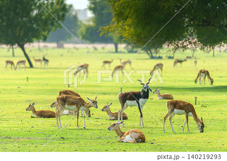 Sir Bani Yas Island, United Arab Emirates - Jan 18 2024, panoramic view of a wide field with trees, where gazelles and antelopes graze and rest, in safari park Sir Bani Yas Island, UAE Sir Bani Yas Island, United Arab Emirates - Jan 18 2024, panoramic view of a wide field with trees, where gazelles and antelopes graze and rest, in safari park Sir Bani Yas Island, UAE 140219293