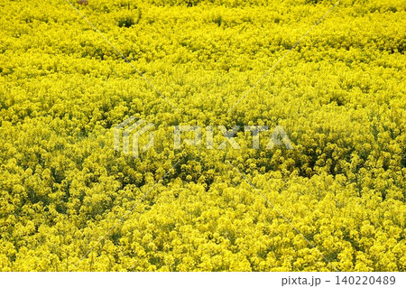 一面に広がる、まっ黄色な菜の花畑 一面に広がる、まっ黄色な菜の花畑 140220489