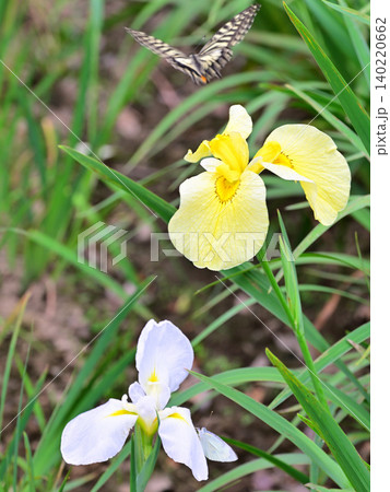 アゲハチョウ舞う 見頃の花ショウブ マクロレンズ撮影 アゲハチョウ舞う 見頃の花ショウブ マクロレンズ撮影 140220662
