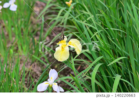 アゲハチョウ舞う 見頃の花ショウブ マクロレンズ撮影 アゲハチョウ舞う 見頃の花ショウブ マクロレンズ撮影 140220663