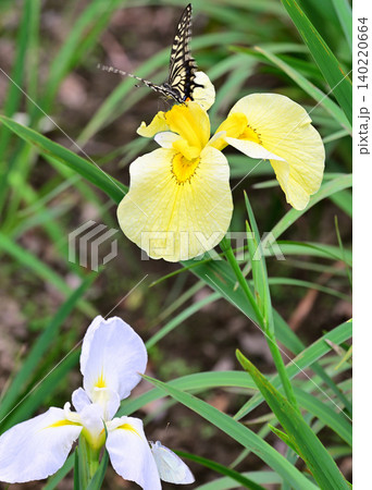 アゲハチョウ舞う 見頃の花ショウブ マクロレンズ撮影 アゲハチョウ舞う 見頃の花ショウブ マクロレンズ撮影 140220664