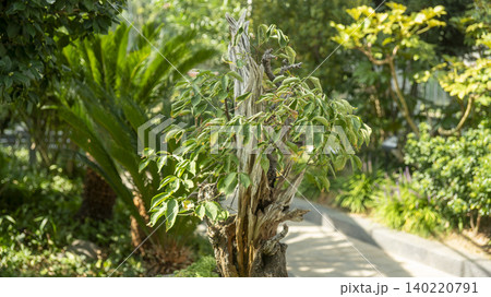 Ansan,Botanical Garden Ansan,Botanical Garden 140220791