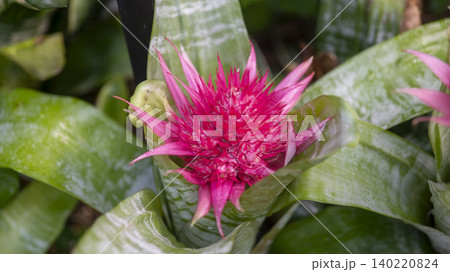 Ansan,Botanical Garden 140220824