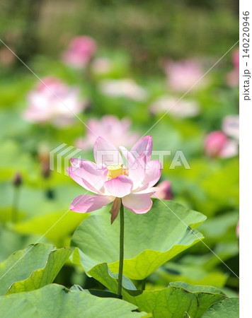 ピンク色の古代蓮の花が咲いています ピンク色の古代蓮の花が咲いています 140220946