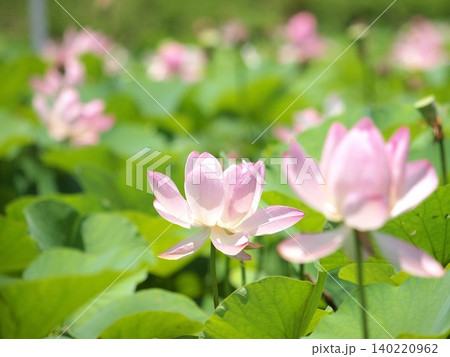 古代蓮の花のある風景 140220962