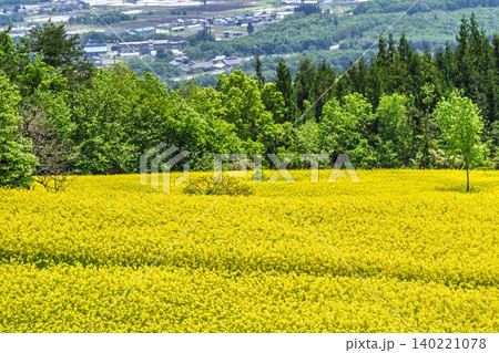 初夏に咲く菜の花 三ノ倉高原(スキー場)の花畑 福島県喜多方市 初夏に咲く菜の花 三ノ倉高原(スキー場)の花畑 福島県喜多方市 140221078