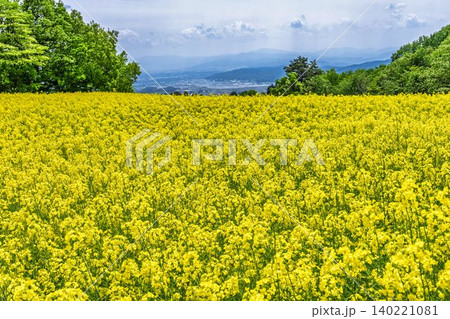 初夏に咲く菜の花　三ノ倉高原（スキー場）の花畑　福島県喜多方市 140221081