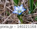 尾瀬に咲くタテヤマリンドウ 尾瀬に咲くタテヤマリンドウ 140221168