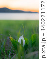 夕焼けと水芭蕉 夕焼けと水芭蕉 140221172