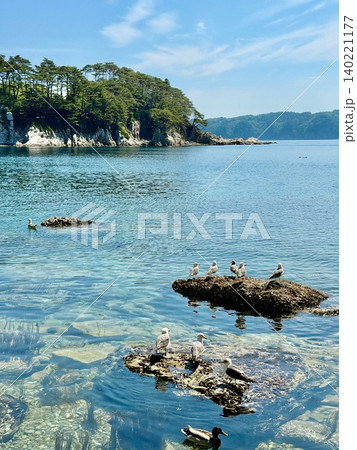五月晴れの青空と新緑に彩られた浄土ヶ浜の岩礁で羽根を休める海猫〈岩手県宮古市〉 五月晴れの青空と新緑に彩られた浄土ヶ浜の岩礁で羽根を休める海猫〈岩手県宮古市〉 140221177