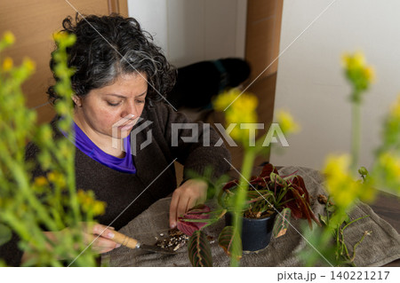 Woman Repotting Prayer Plant at Home Woman Repotting Prayer Plant at Home 140221217