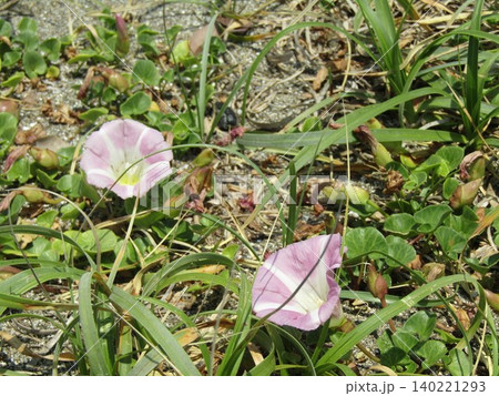 検見川浜海岸の浜昼顔の桃色の花 検見川浜海岸の浜昼顔の桃色の花 140221293