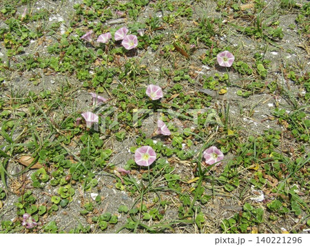 検見川浜海岸の浜昼顔の桃色の花 検見川浜海岸の浜昼顔の桃色の花 140221296