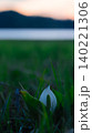 夕暮れと水芭蕉 夕暮れと水芭蕉 140221306