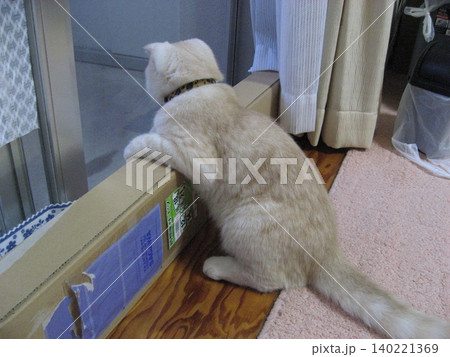 外を警戒する猫 140221369