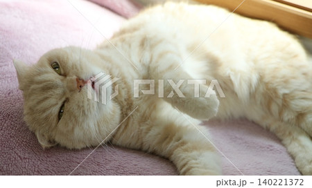 ごろ寝する猫 ごろ寝する猫 140221372