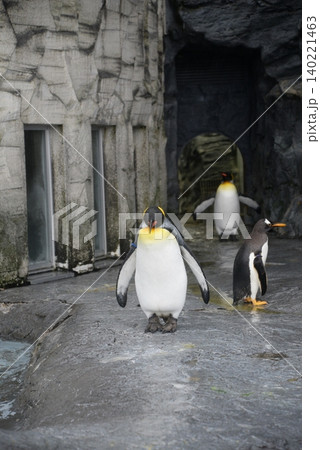 動物園のペンギン 動物園のペンギン 140221463