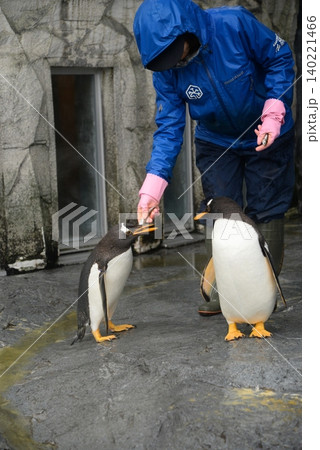 動物園のペンギンに餌をあげる飼育員さん 140221466