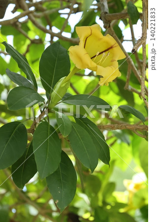 自然 植物 ウコンラッパバナ、熱帯アメリカ原産のつる性低木。沖縄では地植えで楽しめるようです 自然 植物 ウコンラッパバナ、熱帯アメリカ原産のつる性低木。沖縄では地植えで楽しめるようです 140221833