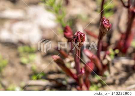 赤い息吹~芍薬の新芽~ 赤い息吹~芍薬の新芽~ 140221900