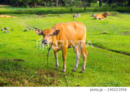 Beautiful morning view in Indonesia, panoramic landscape of rice fields with mountain ranges and clear sky 140221956