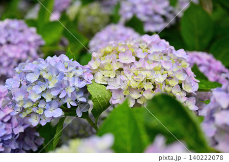 梅雨に咲く紫陽花 梅雨に咲く紫陽花 140222078