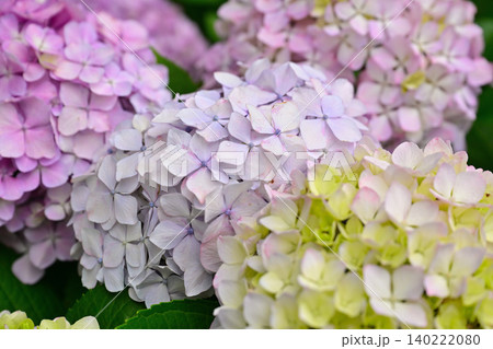 紫色に色づきつつある多くの装飾花を備えるアジサイの手毬咲きの花が咲いています 紫色に色づきつつある多くの装飾花を備えるアジサイの手毬咲きの花が咲いています 140222080