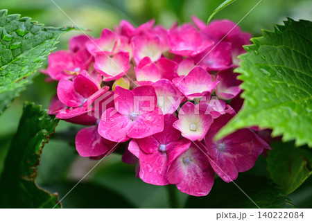 雨に濡れたピンク色の紫陽花 雨に濡れたピンク色の紫陽花 140222084