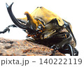 エレファスゾウカブトの樹木の上で　白背景 140222119