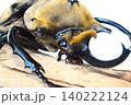 エレファスゾウカブトの樹木の上で　白背景 140222124