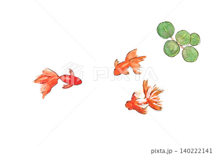 金魚が泳いでいる手描き水彩イラスト 金魚が泳いでいる手描き水彩イラスト 140222141