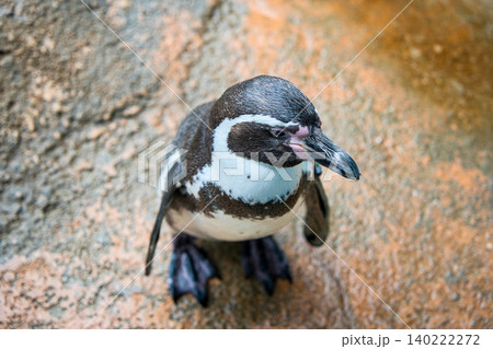 フンボルトペンギン 140222272