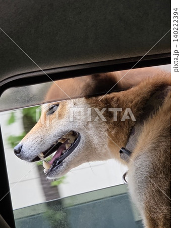 車の窓から顔を出す柴犬 車の窓から顔を出す柴犬 140222394