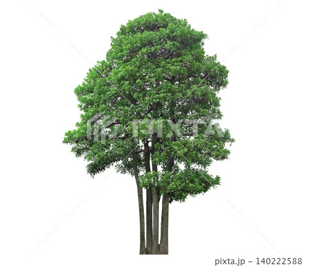 Lush green deciduous tree with a full canopy and multiple trunks Lush green deciduous tree with a full canopy and multiple trunks 140222588