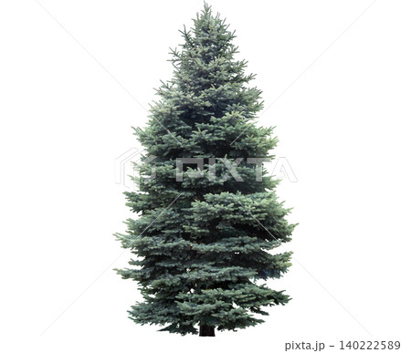 A majestic blue spruce tree stands tall with its branches reaching towards the sky A majestic blue spruce tree stands tall with its branches reaching towards the sky 140222589
