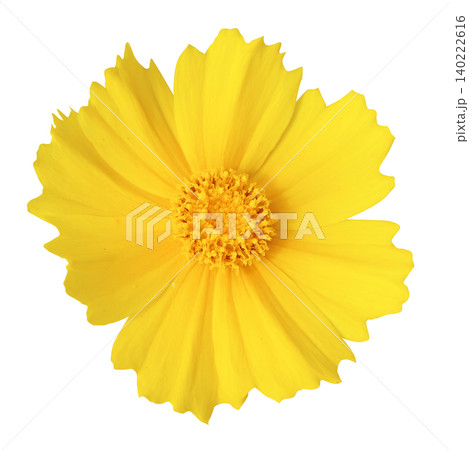 花切り抜き09_オオキンケイギク 花切り抜き09_オオキンケイギク 140222616
