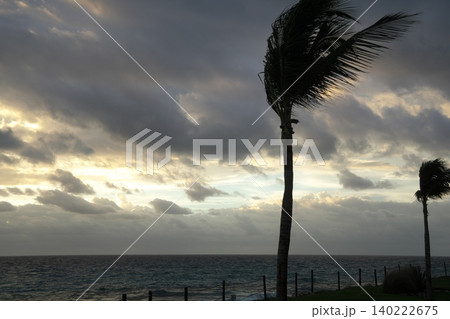 海辺で風の強い中、風に吹かれているヤシの木 海辺で風の強い中、風に吹かれているヤシの木 140222675