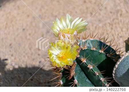 Blooming yellow cactus flowers surrounded by sharp spines showcasing desert plant beauty natural resilience ornamental succulent growth Blooming yellow cactus flowers surrounded by sharp spines showcasing desert plant beauty natural resilience ornamental succulent growth 140222708