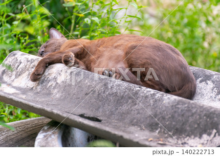 Relaxed brown cat sleeping peacefully rustic concrete trough surrounded by green foliage creating calm domestic natural outdoor setting Relaxed brown cat sleeping peacefully rustic concrete trough surrounded by green foliage creating calm domestic natural outdoor setting 140222713