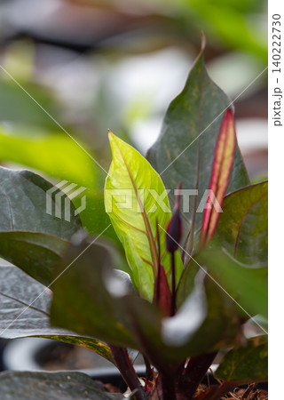 Closeup of Lucky Nine Layers plant vibrant green burgundy leaves Ornamental tropical foliage displaying fresh growth rich colors natural beauty 140222730